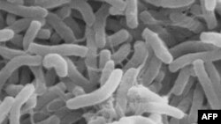 Vi khuẩn bệnh dịch tả