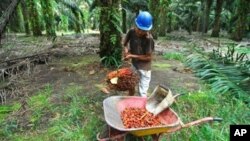 Aa worker collects harvested palm oil fruits at a plantation in Pangkalan Bun in Central Kalimantan, Indonesia, 19 Feb. 2010