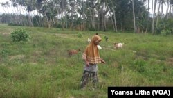 Warga memanfaatkan Lahan areal persawahan yang tidak diolah di desa Soulowe, Dolo Selatan, Kabupaten Sigi Sulawesi Tengah untuk menggembalakan ternak kambing, 22 Desember 2019. (Foto: VOA/Yoanes Litha)