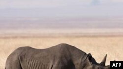 Tê giác là một trong những loài động vật đang có nguy cơ tuyệt chủng