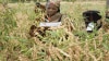 Kenya Aims for Food Self-Sufficiency 