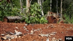 រូបឯកសារ៖ ដើមឈើ​ដែល​ត្រូវ​បាន​លួច​កាប់ នៅ​ក្នុង​ស្រុក​អណ្តូង​មាស ខេត្ត​រតនគិរី ហើយ​ត្រូវ​បាន​ឃាត់​ទុក​នៅ​ក្នុង​ព្រៃ​ដោយ​ជន​ជាតិ​ដើម​ភាគ​តិច​ដែល​រស់​នៅ​ភូមិ​ក្បែរ​នោះ កាលពី​ថ្ងៃទី២ ខែធ្នូ ឆ្នាំ២០១៥។ (វីអូអេ) 