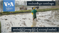 ဓာတ်မြေဩဇာဈေးမြင့်လို့ ဒေသတွင်းဖော်စပ် “လယ်ယာစီးပွားသတင်းများ”
