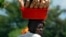 FILE - A Burundian woman carries cassava home from the market in Kinama, a suburb in Burundi's capital, Bujumbura.