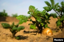 FILE - A potato grows in a field irrigated by recycled wastewater in Kibbutz Magen in southern Israel.