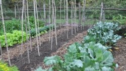 This undated image shows a garden with cabbage and other seasonal greens in New Paltz, N.Y. Growing fall vegetables is like having a whole other growing season in the garden. Cool weather brings out the best flavor from vegetables.