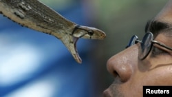 Seorang pawang luar bermain-main dengan seekor ular tikus dalam pameran Flora dan Fauna di Jakarta, 8 Agustus 2006 (foto: Reuters/Beawiharta)