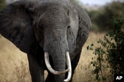 FILE - The African elephant's valuable tusks make it vulnerable to poaching.