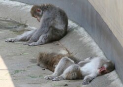 Kera di kebun binatang Ueno tampak sedang beristirahat,1 Agustus 2018. (Foto: AP/Koji Sasahara)