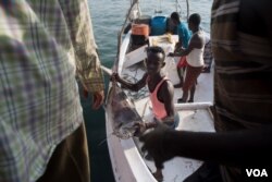 Fishermen pass their catch onto shore in the harbor of Berbera, Somaliland, Aug. 16, 2016. (J. Patinkin/VOA)