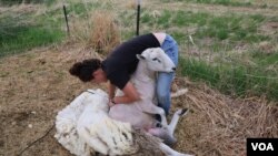 Shearing sheep is something that Brittney Johnson has learned to do by herself, with the help of some videos online, since buying her farm in Underwood, Minnesota, a year ago. (E.Sarai/VOA)