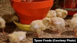 FILE - Small, regular doses of antibiotics help animals grow faster and prevent illness in confined flocks and herds, but bacteria living in and on the animals eventually become immune to the antibiotics.