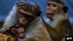 A toque macaque monkey feeds her young in her enclosure at a zoo in Berlin, Nov. 5, 2017.