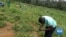 App Helps African Farmers Detect Crop Disease