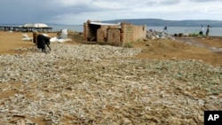 FILE -Fish waste products from the fish processing plants are dried in the sun in Masese, before being sold to the Congo for protein Masese, Uganda, Nov. 1, 2006.
