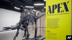 Apex, a 150 million-year-old stegosaurus dinosaur fossil that billionaire Kenneth C. Griffin bought for $44.6 million, is displayed at the American Museum of Natural History, in New York, Dec. 5, 2024.