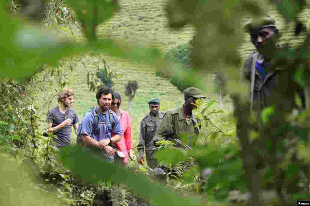 Tours to track mountain gorillas were a major attraction at Virunga until the park closed in 2012. Tourism has re-opened with the addition of more than 200 rangers and reduced armed conflict in the area.