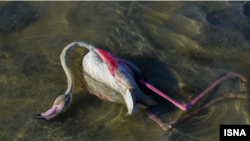 تالاب میانکاله. آرشیو