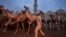Opening day at Cairo’s Birqash camel market. In the pre-dawn hours, a boy – stick in hand – keeps camels in place for the start of a busy trading day.