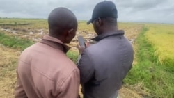 Kenya : l'IA au service des agriculteurs pour des rendements records