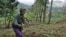 FILE - A woman works in the field of Loi Bangoti's farm in Ngiresi near the Tanzanian town of Arusha.