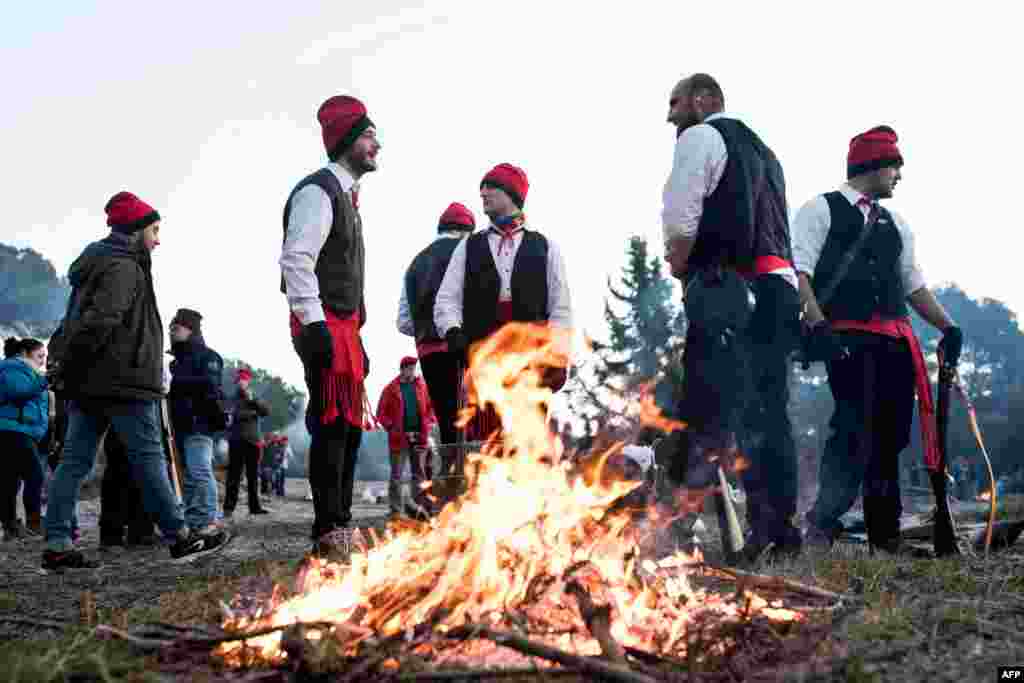 El día de Santa Coloma, los participantes, conocidos como "Galejadors" (halagadores) cortan un pino, lo cargan en un carro tirado por dos bueyes y lo llevan al pueblo en ruidosa procesión. El árbol se descarga en la Plaça de L'Esglesia. [Reuters].