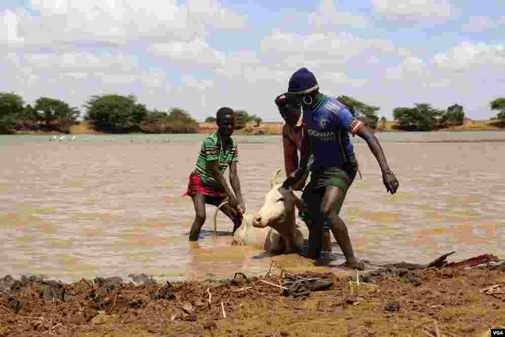 Pokot herders help a weak cow out of the water in Mugie Conservancy, Laikipia, Kenya, March 18, 2017. (Jill Craig/VOA)