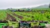 A CropMobster gleaning, collecting leftover crops from farmers' fields to avoid food waste. (Photo by Gary Cedar)