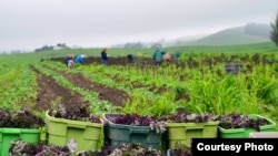 A CropMobster gleaning, collecting leftover crops from farmers' fields to avoid food waste. (Photo by Gary Cedar)