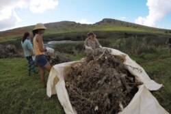 FILE - Islanders work on weeding and cleaning a wetland at Easter Island, Chile, Feb. 1, 2019.