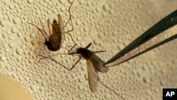 FILE - A mosquito is sorted according to species and gender before testing for virus at the Dallas County mosquito lab in Texas.