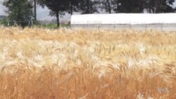 Seeds of Change Offer Hope in Lebanon