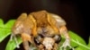 Frogs Hang On in Haiti
