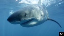 FILE - In this undated file publicity image provided by Discovery Channel, a great white shark swims near Guadalupe Island off the coast of Mexico. 