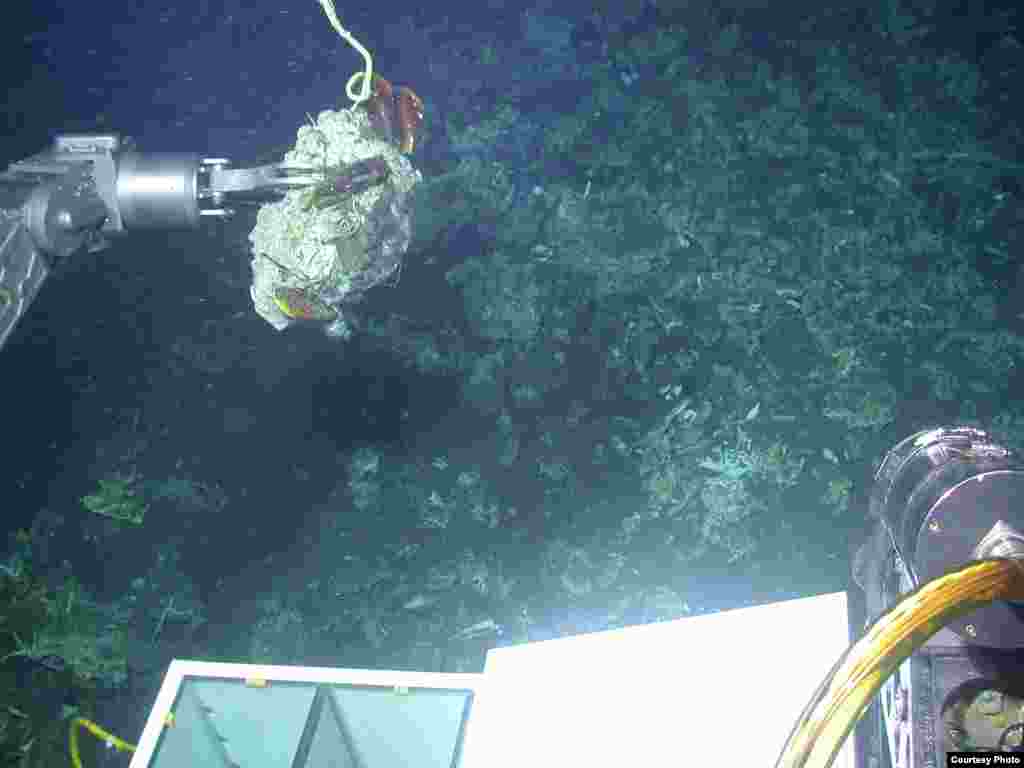Using the manipulator arm of the submersible Alvin to collect carbonate and associated animals from an active methane seep off the coast of Costa Rica.&nbsp; (L. Levin, SIO) 