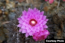 Eriosyce chilensis grows on coastal rocks between Chile and Argentina and is severely threatened by housing construction. (Pablo C Guerrero).