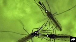 Adult mosquitos with glowing eyes that indicate they have been successfully genetically transformed are seen through a fluorescence microscope at the University of Maryland Biotechnology Institute's Insect Transformation Facility in Rockville, Md., June 3