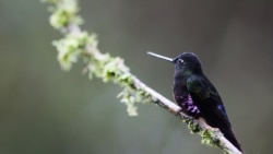 A Blue-throated Starfrontlet hummingbird