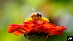 In this Tuesday, Sept. 1, 2015 photo, a bee works atop Gift Zinnia at Hudson Valley Seed Library in Accord, N.Y. (AP Photo/Mike Groll)