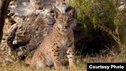 An Iberian Lynx. Mature cats numbered just 52 in 2002. (Credit: IUCN)