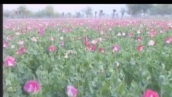 Afghanistan Continues to Be Hub of Poppy Cultivation
