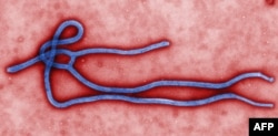This colorized transmission electron micrograph (TEM) obtained March 24, 2014 from the Centers for Disease Control(CDC) in Atlanta, Georgia, reveals some of the ultrastructural morphology displayed by an Ebola virus virion. (AFP PHOTO / CDC / Cynthia Gold)
