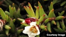 'Rock Star' Botanist Rappels Down Cliffs to Save Hawaii's Rarest Plants 