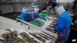 Workers size shrimps at Thai Union factory in Samut Sakhon, Thailand, Aug. 23, 2016.
