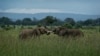 Report: Tanzania's Elephant Population Recovering 