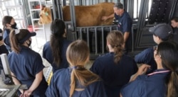 Veterinarian Tony Martin, an associate professor at the University of Arizona College of Veterinary Medicine, teaches veterinary students about large animal medicine. (Courtesy - University of Arizona College of Veterinary Medicine)