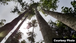 Mitragyna speciosa leaves come from trees like these in Southeast Asia. (Credit: C. Kratom)
