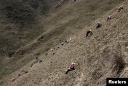 FILE - Local residents search for caterpillar fungi, also known as Cordyceps Sinensis, Laji mountains, Guide County, west China's Qinghai Province.