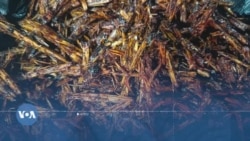 Bobo Dioulasso: Wusulan 