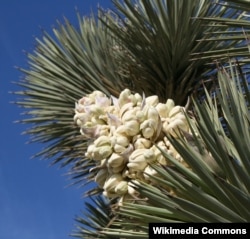 The white wildflowers of Joshua trees